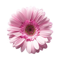 Герберы — лучшие букеты по вашему вкусу