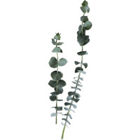 Эвкалипт — свежие букеты по вашему вкусу