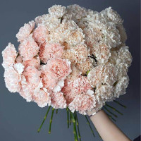 Pink Clove” Carnation Bouquet – Gentle and Tender Floral Gift